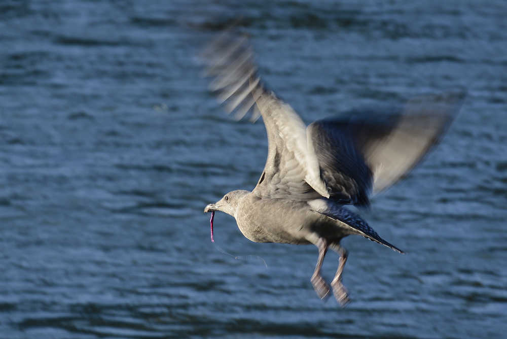 Photo by Rashah McChesney/Peninsula Clarion A seagull with a hook and line stuck in its beak, takes flight over the Kenai River Tuesday September 23, 2014 at Centennial Park in Soldotna, Alaska.