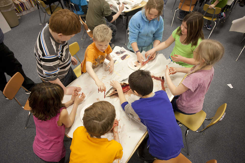 In this Jan. 10, 2013 file photo a group of students dig into a carcass during a pink salmon dissection in a third grade classroom at K-Beach Elementary School in Soldotna, Alaska. The Kenai Peninsula Borough school district is implementing a new, number-based grading scale for elementary school students.