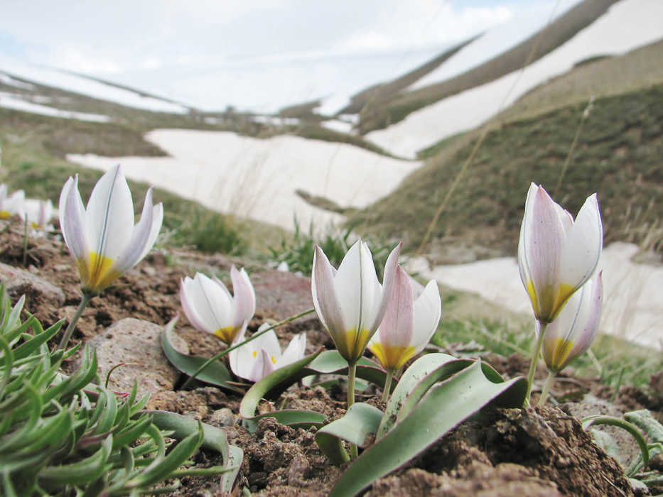 This May 9, 2010 photo provided by Marijn van den Brink shows Tulipa polychroma, a wild tulip, in a remote unforgiving native habitat in the Sahand Mountains of northwestern Iran. The fragrant blooms begin to emerge as soon as the snow melts. Bumblebees rely on the nectar from these low-lying flowers to survive in early spring.  (AP Photo/Marijn van den Brink)