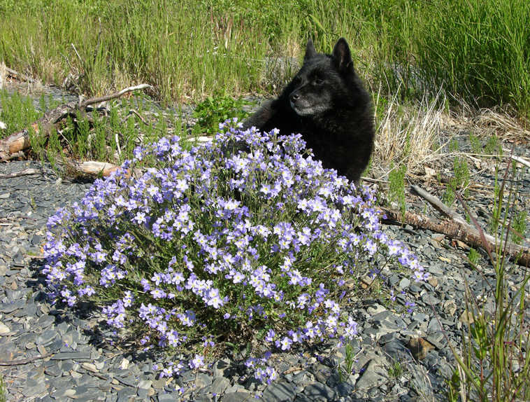 Mary Puppins admires pretty blue flowers along the shore of Cooper Lake. She is a schipperke who owns Charlotte and Arthur Sponsel of Sterling. (Submitted photo)