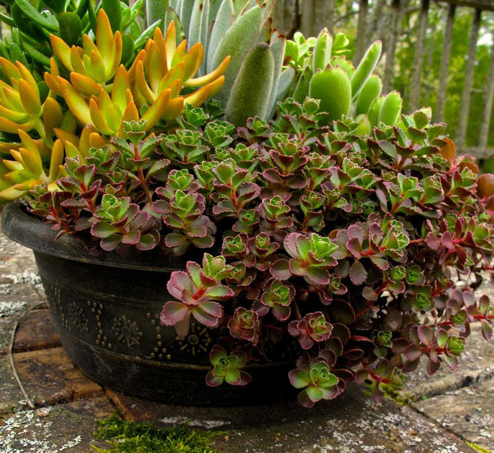 This April 26, 2013 photo shows a succulent arrangement on a patio table in Langley, Wash. Many techniques have been developed over the years to help ensure that potted plants survive winter. One of the simplest is to bring them indoors as this gardener intends to do for a second straight year. (AP Photo/Dean Fosdick)