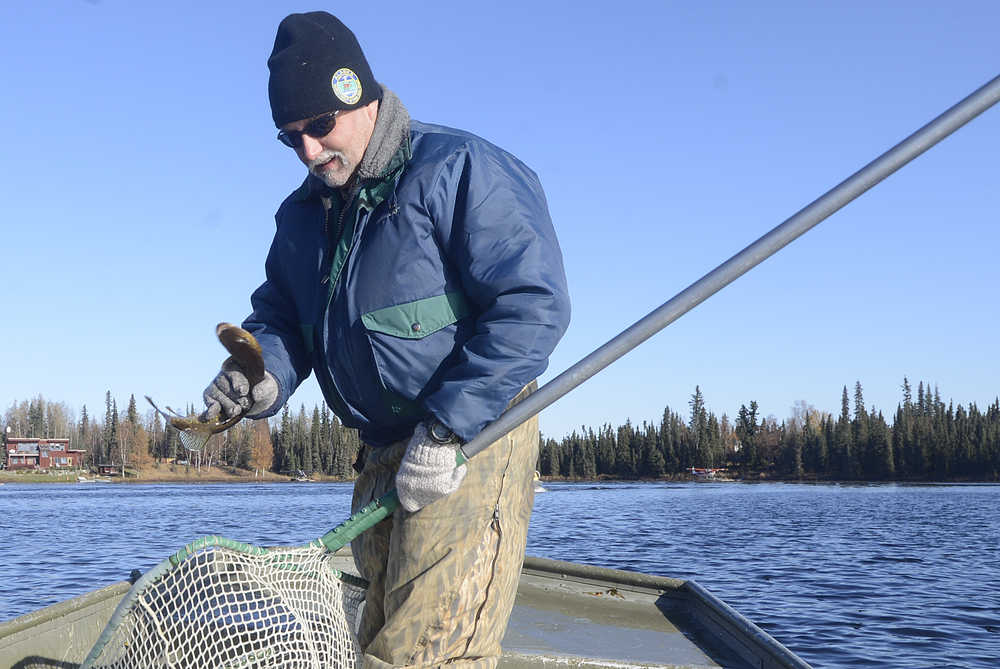 Photo by Rashah McChesney/Peninsula Clarion  Alaska Department of Fish and Game Area Management Biologist Robert Begich nets a dead northern pike out of East Mackey Lake on Wednesday October 8, 2014 in Soldotna, Alaska.
