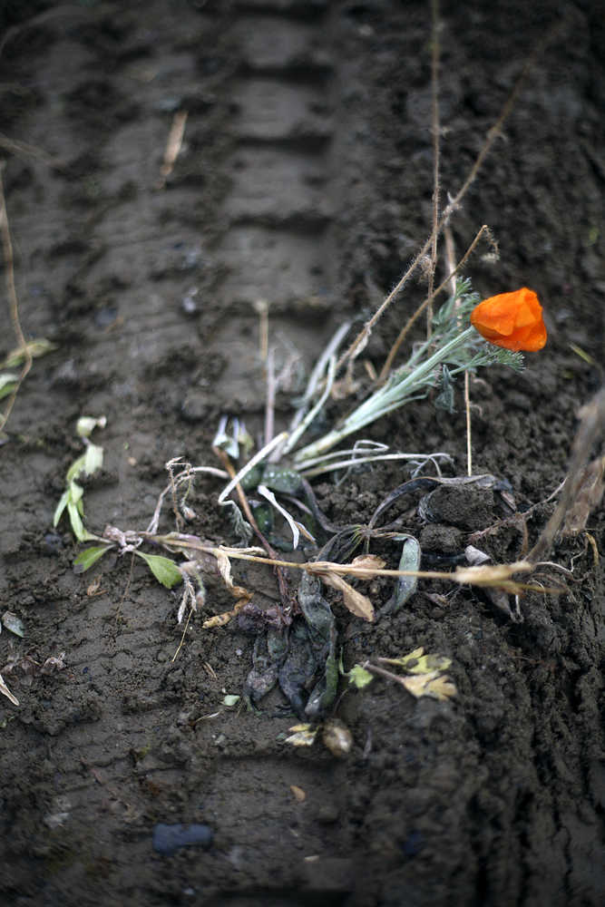 Photo by Rashah McChesney/Peninsula Clarion  A flower lies in a muddy rut in the City of Kenai's wild flower meadow Monday October 13, 2014 in Kenai, Alaska. The grounds of the meadow were damaged extensively after a pickup truck was driven through the area, city police arrested a Kasilof teen in connection to the case.