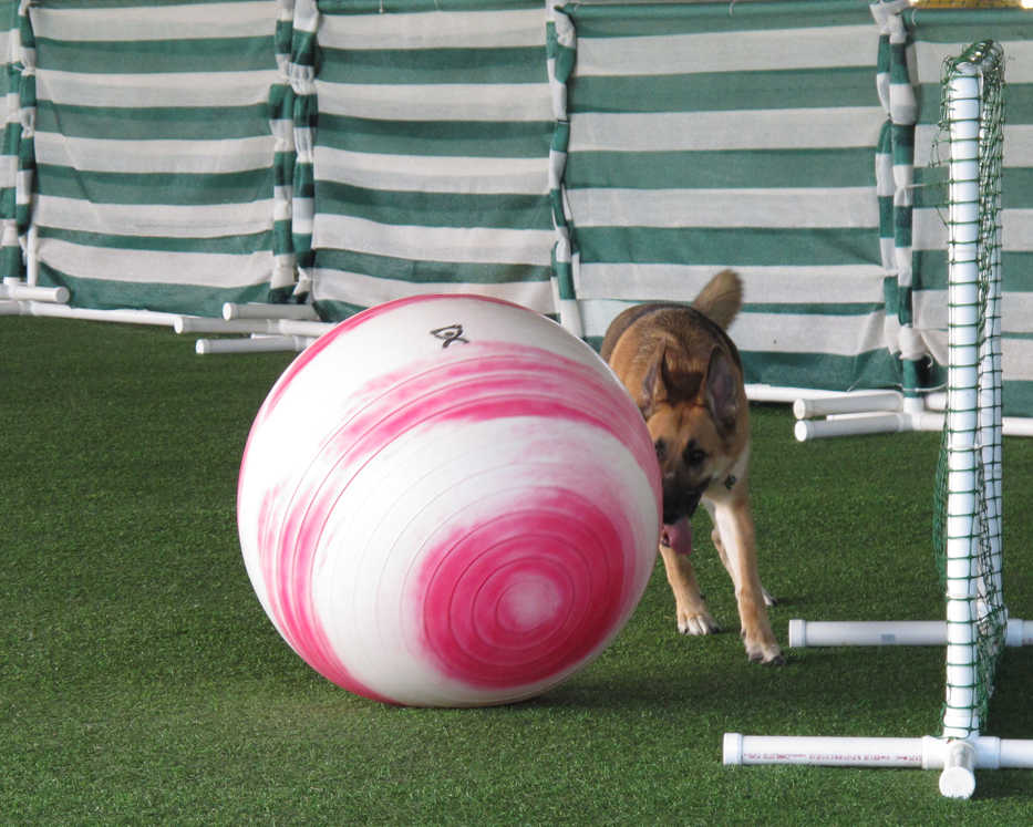 In this Saturday, Sept. 20, 2014 photo, Riley, a 3-year-old German shepherd, nudges an exercise ball toward a goal at the Teamworks Dog Training arena in Youngsville, N.C. The German sport came to this country about four years ago and is slowing catching on. (AP Photo/Allen G. Breed)