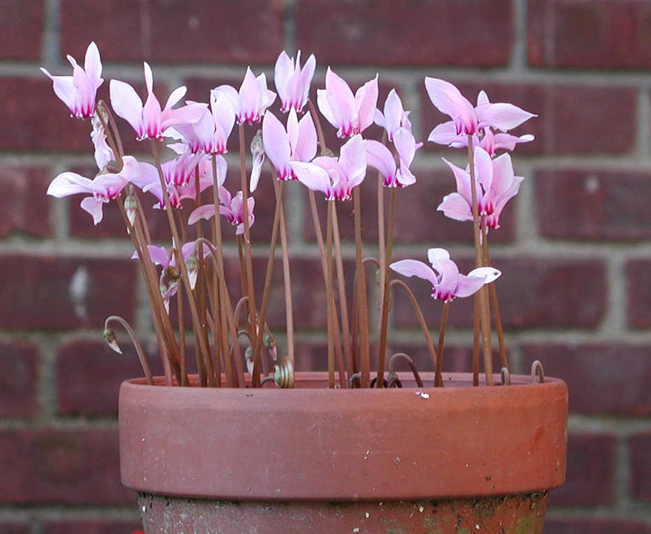 This undated photo shows the dainty flowers of hardy cyclamens growing in a pot in New Paltz, New York. (AP Photo/Lee Reich)