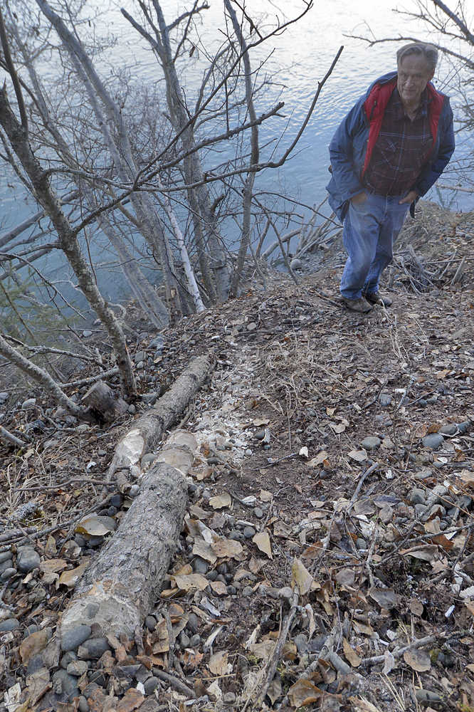 Photo by Rashah McChesney/Peninsula Clarion  Nels Anderson stands on his property on the bank of the Kenai River where  beaver has recently taken up residents, November 8, 2014 in Soldotna, Alaska. The beaver has destroyed several trees on his property and a neighboring property in the process of building a dam between the two. Anderson said he plans to have a trapper take care of the problem.