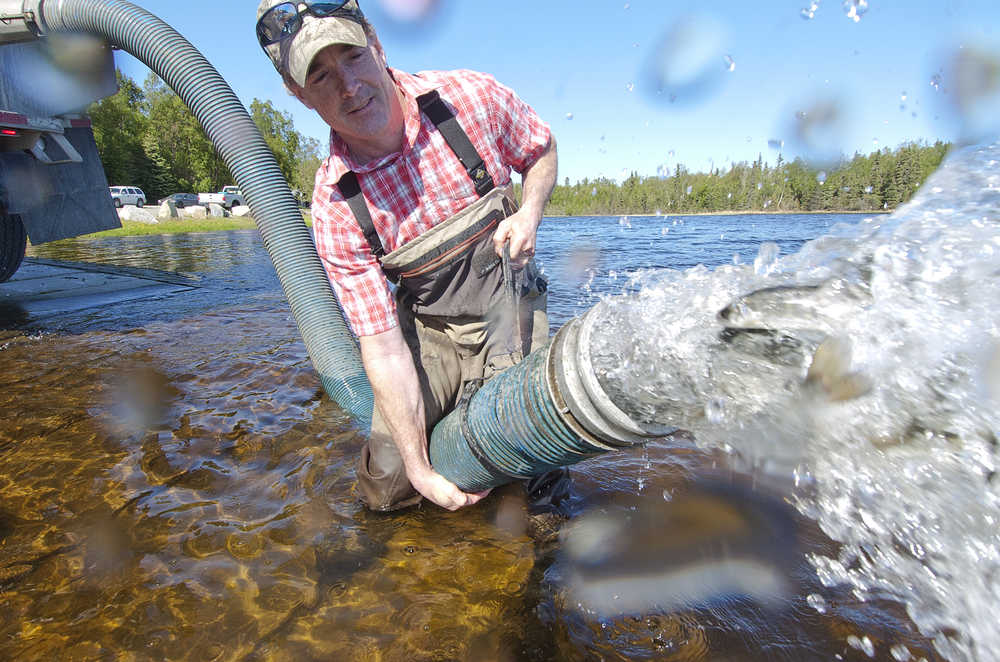 Photo by Rashah McChesney/Peninsula Clarion  Rob Massengill, fisheries biologist with the Alaska Department of Fish and Game, releases arctic char into Stormy Lake Thursday June 13, 2013 near Nikiski, Alaska.  The char were the last fish to be reintroduced after several agencies treated the lake with a fish-killing poison to rid the area of invasive northern pike.