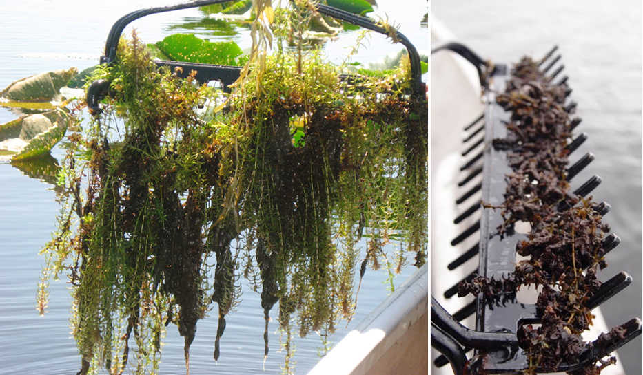 Is it working?  On the left, a typical rake sample of elodea from Beck Lake during surveys in 2013. (Photo by C. Anderson) On the right, a rake sample 13 weeks after Beck Lake was treated with fluridone in 2014. (Kenai National Wildlife Refuge photo)