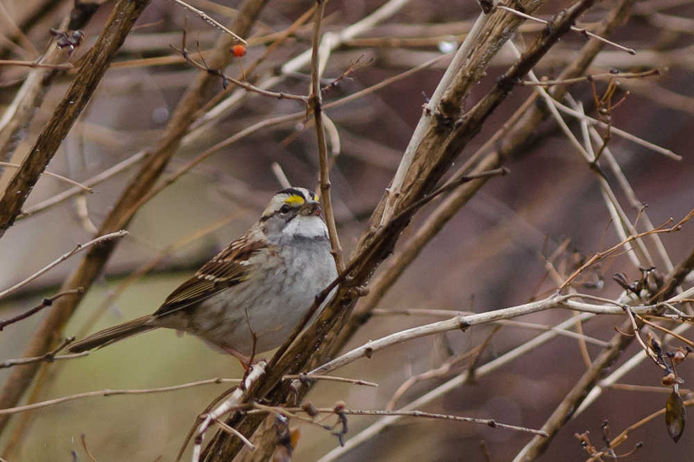 This White-throated Sparrow was found in Seward this November, far north of their wintering grounds in the Lower 48. (Photo by Luke DeCicco)