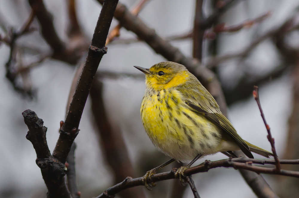 Luke DeCicco photographed the first Kenai Peninsula record of this Cape May Warbler in Seward on November 2, 2014. (Photo by Luke DeCicco)