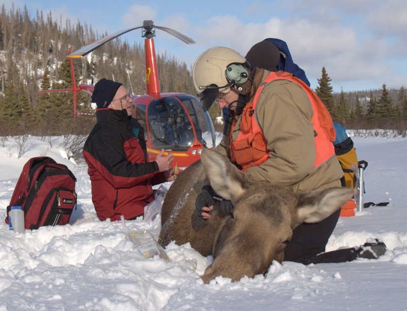 ADFG Fish and Game biologist Thomas McDonough and Jeff Selinger prepare to collar a tranquilized moose in February 2012