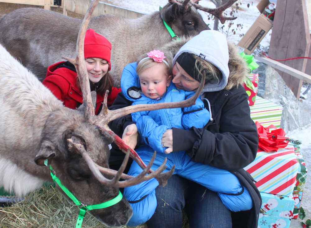Photo by Kelly Sullivan/ Peninsula Clarion Linx Robertia was apprehensive taking a picture with Jenna Hansen's reindeer, Scene of the Crash and Comet, at Christmas Comes to Kenai November 28, 2014, in at the Kenai Chamber of Commerce and Visitor Center in Kenai, Alaska. Her parents, Joseph Robertia and Colleen Robertia, said Linx Robertia recognized the animals right away, because they were in her alaphabet book. When Linx Robertia was standing in line to see Santa Claus she kept saying "caribou, caribou," Joseph Robertia said.