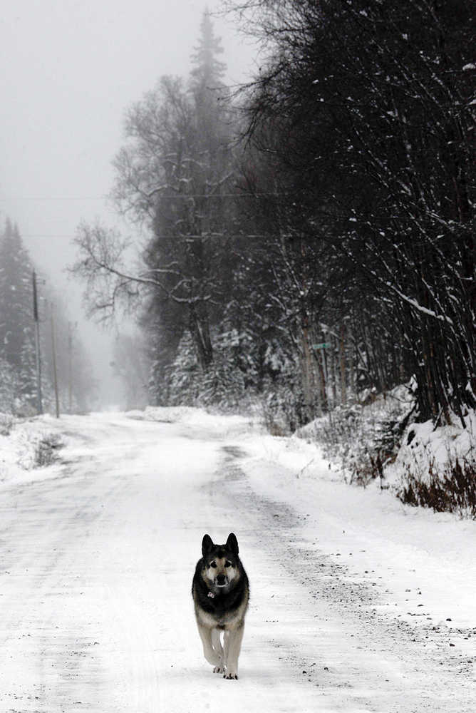 Photo by Rashah McChesney/Peninsula Clarion  A dog stands guard over Emerald Road Wednesday Dec. 3, 2014 in Nikiski, Alaska.
