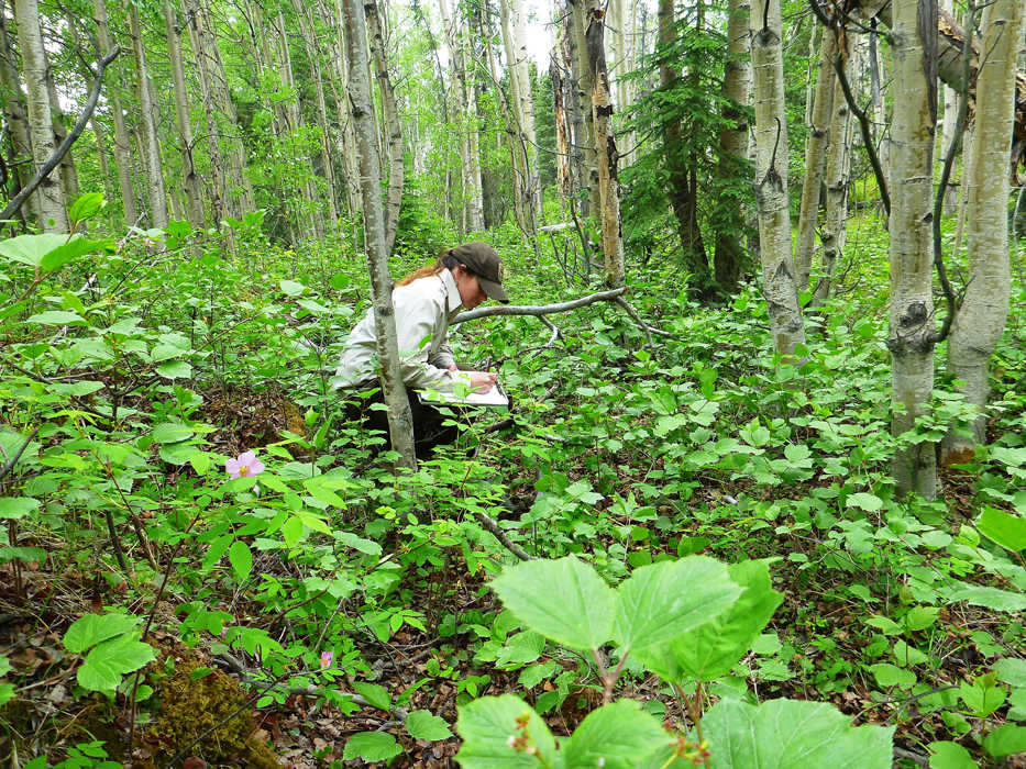 Kenai Refuge biological intern Jen Peura collects vegetation data on one of the plots (Elizabeth Bella/Kenai National Wildlife Refuge)