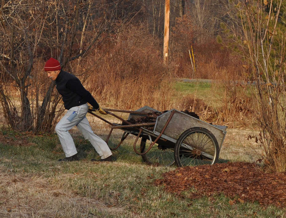 In this Dec. 3, 2013 photo, carting leaves to spread beneath trees and shrubs offers many benefits from a perspective of soil, plants, and - because weeds are suppressed - also gardeners in New Paltz, N.Y. (AP Photo/Lee Reich)