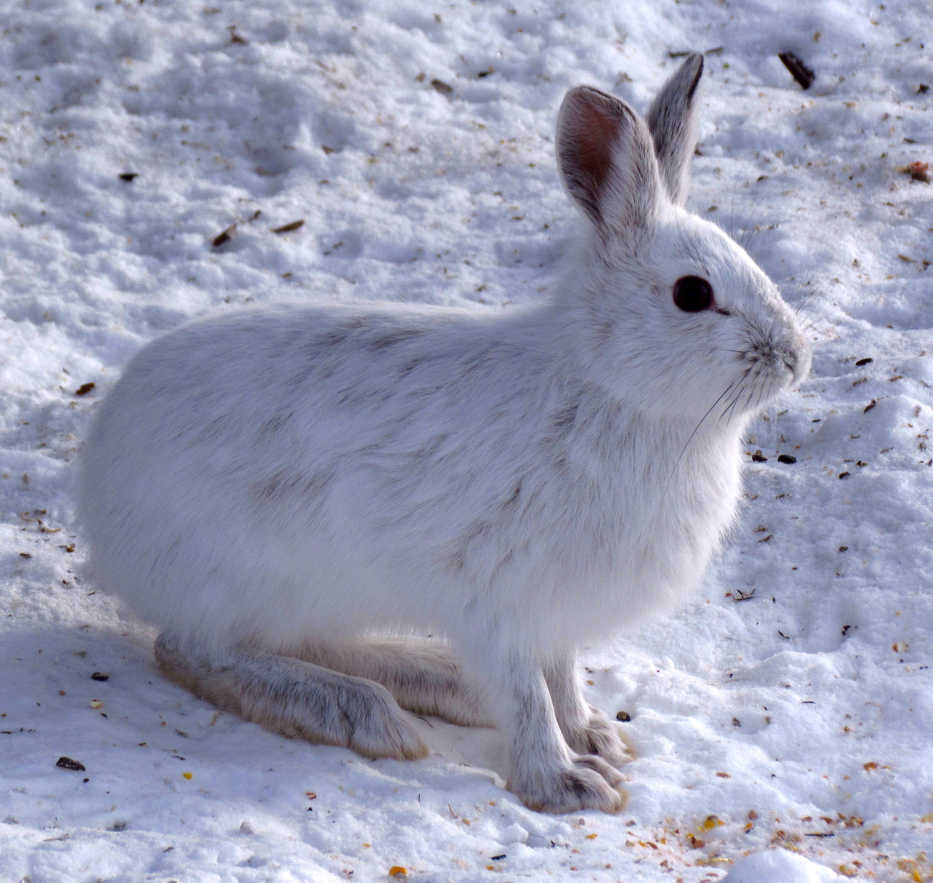 Snowshoe hares in winter coat are camouflaged in snow but stand out in an otherwise brown landscape if the snow melts prematurely.  (Photo by D. Gorden/E. Robertson)