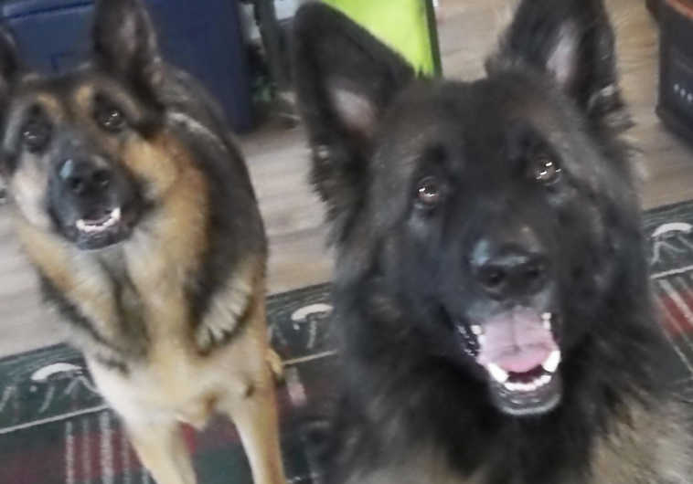 Damon and Veronica Knight of Clam Gulch shared this photo of their two German shepherds. On the right is Rocky; he is a 4-year-old long-haired German shepherd. On the left is Zena, 5 years old; she is a black and tan German shepherd. The Knights say they love playing ball outside and talking walks. (Submitted photo)