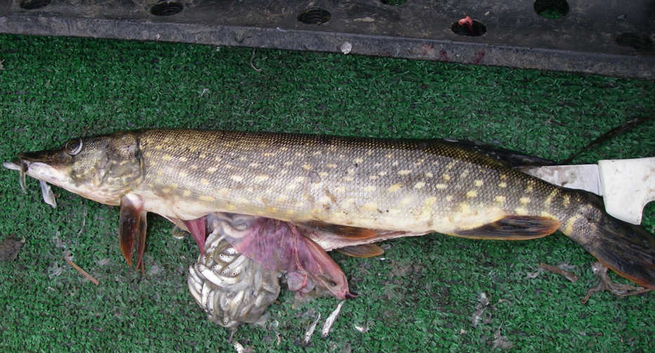 Northern pike are voracious predators of juvenile salmon and trout.  This pike was from Alexander Creek, a tributary of the Susitna River. (Photo by Dave Rutz)