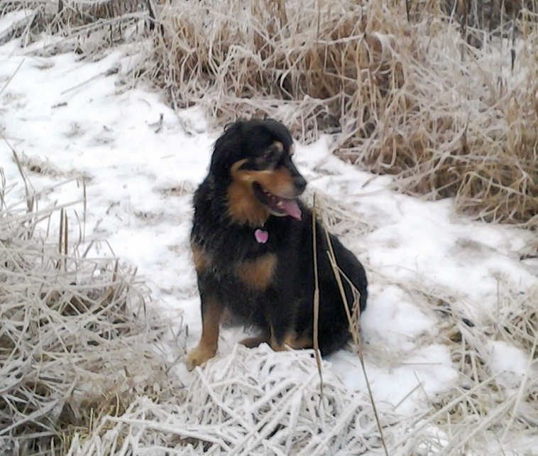 Ben Romig of Cooper Landing shared this photo of Fancy, his companion of seven full winters. Romig writes, "The nice lady at the animal shelter in Kenai hand-picked Fancy for my family at the time. Fancy is on my side almost always. We were out listening to wolves yesterday; I believe they were trying to lure her into the woods where we were, but I've actually had to run the wolves or coyotes off of other dogs I've taken on walks up Snug Harbor Road in the years past. It is a trick they have learned through generations of litters."