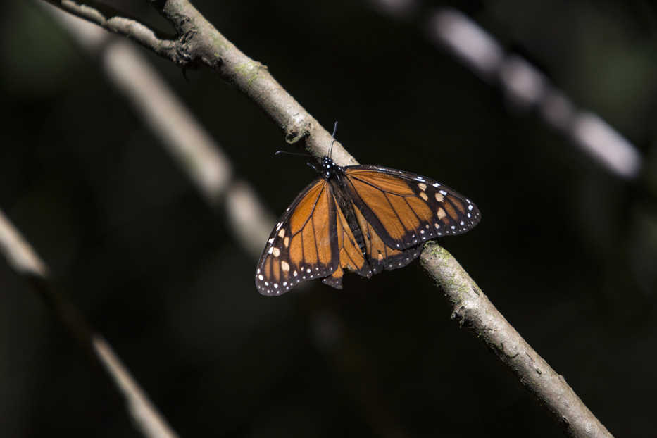 In this Dec. 21, 2014 photo, a monarch butterfly perches on a branch in the Piedra Herrada sanctuary near Valle de Bravo, Mexico. More butterflies appear to have made the long flight from the U.S. and Canada to their winter nesting ground in western Mexico, raising hopes after their number dropped to a record low last year. The insects are being hurt by various factors: in Mexico, the encroachment of logging into their habitat; and in the United States, the decline of milkweed, the butterflies' main source of food that has been crowded out by pesticide-resistant crops. (AP Photo/Christian Palma)