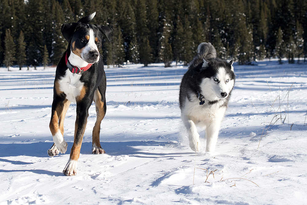 ADVANCE FOR USE SUNDAY, DEC. 28 - In this Dec. 18, 2012 photo, dogs run in the snow on Hyalite Canyon south of Bozeman, Mont. "If it is below zero, you might want to really think about being outside with your dog," said Dr. Spencer Anderson of Baxter Creek Veterinary Clinic in Bozeman, Mont. (AP Photo/The Bozeman Daily Chronicle, Ben Pierce)