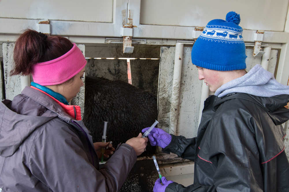 Kenai Peninsula 4-Hers help with the wood bison roundup at the Alaska Wildlife Conservation Center in Portage.