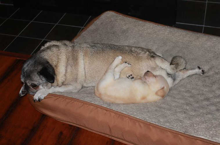 Submitted photo Bernie the pug has a new snuggle buddy, Lucy the yellow Labrador retriever puppy. Bernie and Lucy belong to the Morrow family of Kenai.