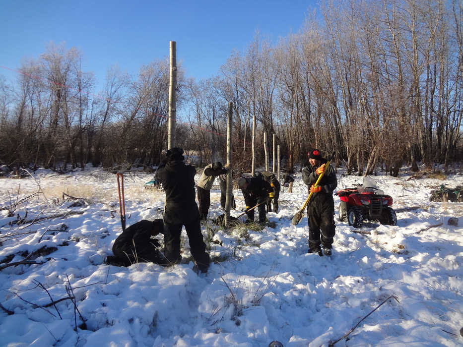 Residents from the village of Shageluk on the Innoko River assist ADFG and USFWS staff in constructing a holding pen as part of the wood bison reintroduction effort.  100 wood bison are scheduled to be released on the lower Innoko River in March 2015.  Photo by Tom Seaton, ADFG.