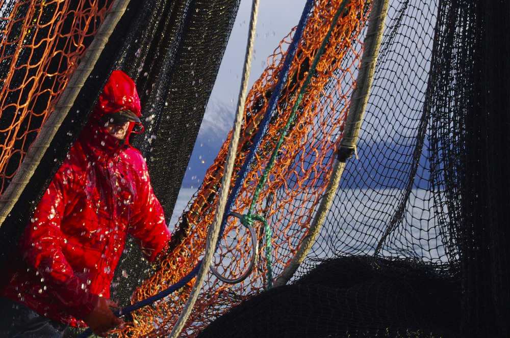 Gregory Bosick helps haul in a purse seine on the Sea Prince January 11, 2015, while fishing for pollock in Kachemak Bay as part of an experimental fishery.