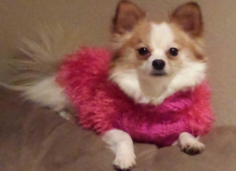 Carey Foster shared this photo of Chloe, a Pom-Chi that's "pretty in pink." Chloe is owned by Carey's mother, Sandy Matranga of Soldotna.