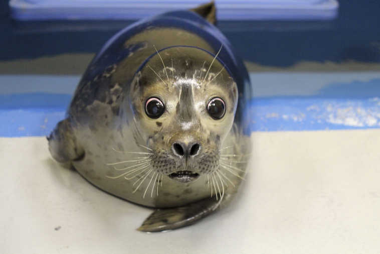 This Jan. 20, 2015 photo shows Bryce, a blind harbor seal pup, at the Alaska SeaLife Center in Seward, Alaska. The seal, rescued in December, was deemed unfit to be released back into the wild. (AP Photo/Alaska SeaLife Center, Jenna Miller)