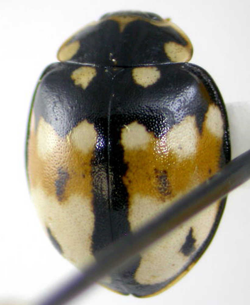 A fourteen-spotted lady beetle from Headquarters Lake, one of the species identified in samples processed by next-generation sequencing methods. (Photo by Matt Bowser/USFWS)