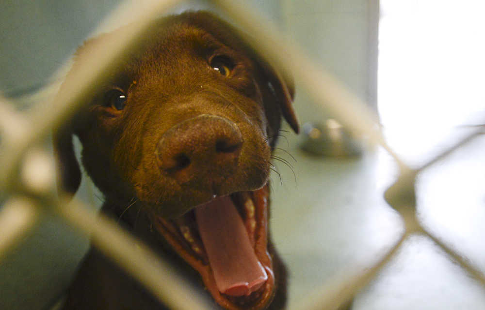 Photo by Rashah McChesney/Peninsula Clarion  A chocolate lab mix puppy looks through the cage Friday April 18, 2014 at the Kenai Animal Shelter in Kenai, Alaska.