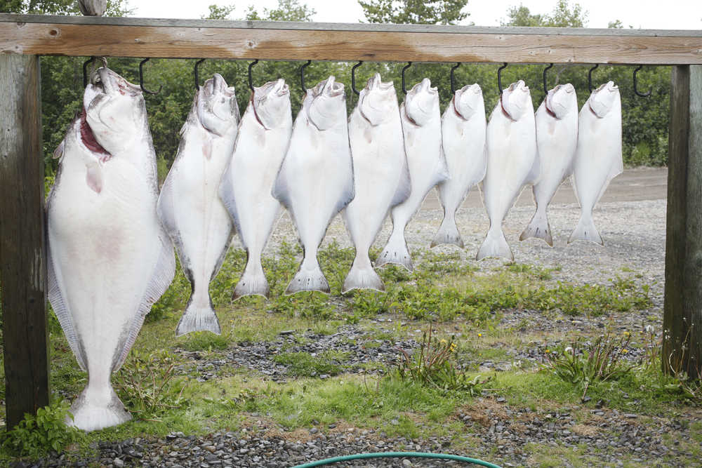 Photo by Rashah McChesney/Peninsula Clarion  In this July 2, 2013 file photo - halibut of all sizes are lined up after a trip with Alaska Gulf Coast Expeditions in the Cook Inlet. The International Pacific Halibut Commission voted Friday to increase Alaska's total catch allowance for the first time in a decade.
