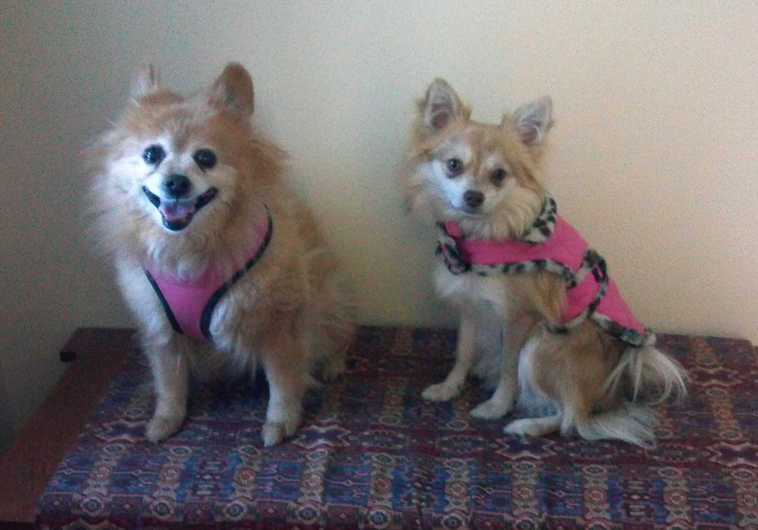 Kiddi and Cricket wait "patiently" to go for an outting. The girls belong to Curt and Cathey Wallace of Soldotna.