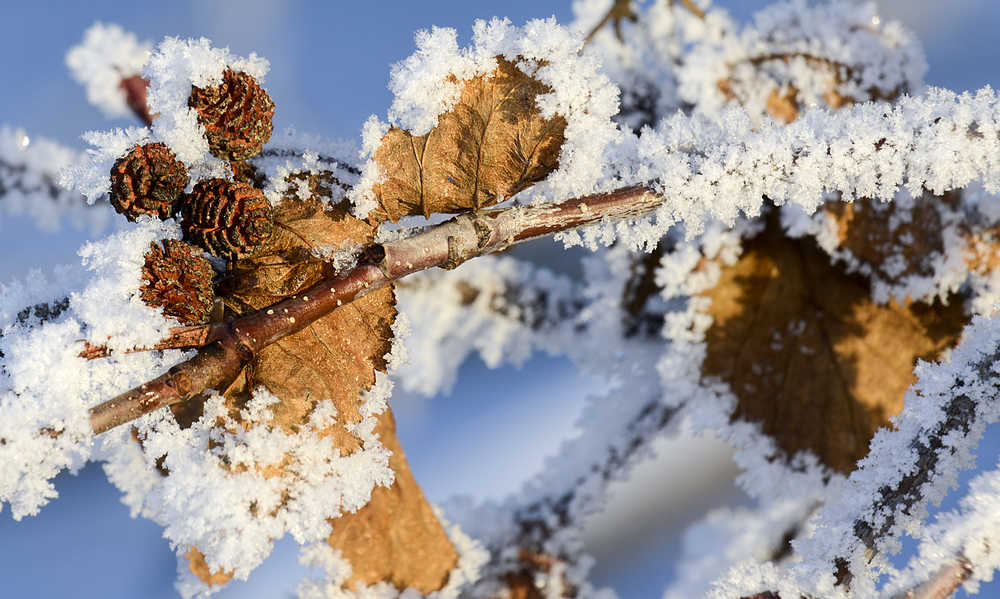 Photo by Rashah McChesney/Peninsula Clarion Ice crystals form on a tree branch recently. Forecasters are calling for continued chilly temperatures and mostly clear skies over the weekend.