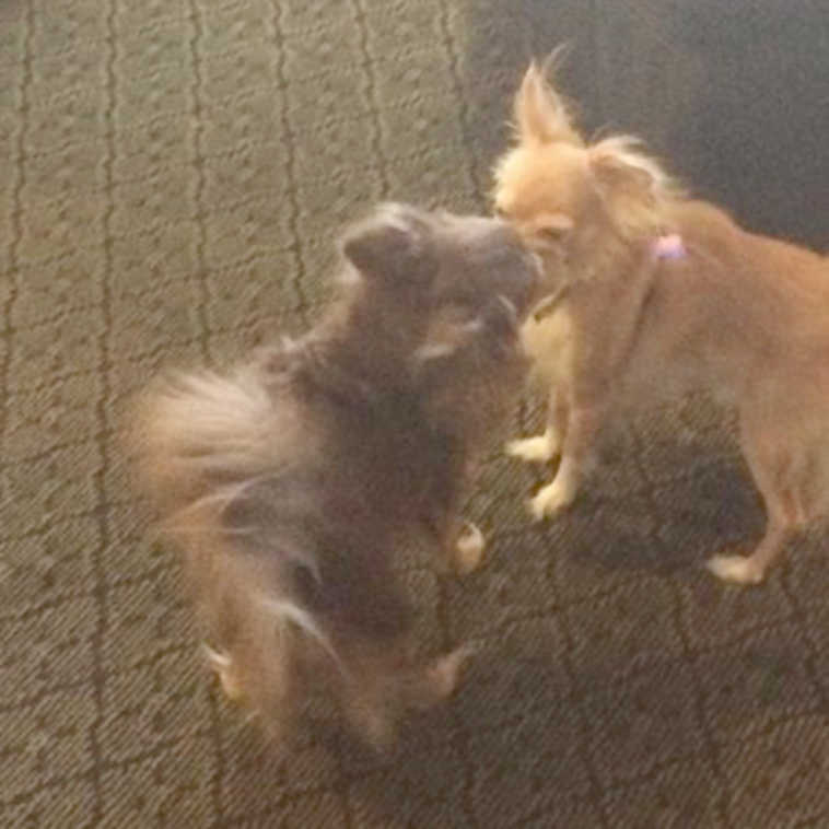 Tim Lohmer shared this photo of his long-haired Chihuahua, Jolie, reuniting with one of her sons recently. This took place in the lobby of the Main Street Hotel Tap & Grill. Tim writes that they were so happy to see each other again.