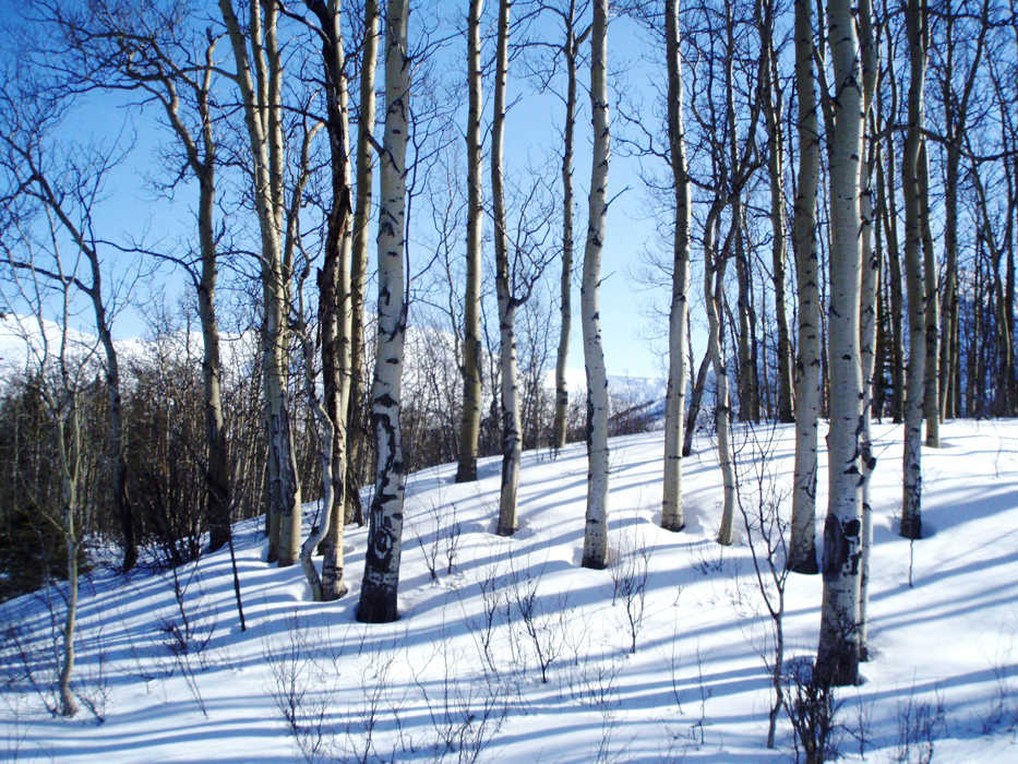 Quaking aspen continue to photosynthesize in their greenish-tinged bark even after their leaves have dropped in winter, a season when other deciduous trees are completely dormant. (Photo by E. Bella/Kenai National Wildlife Refuge)