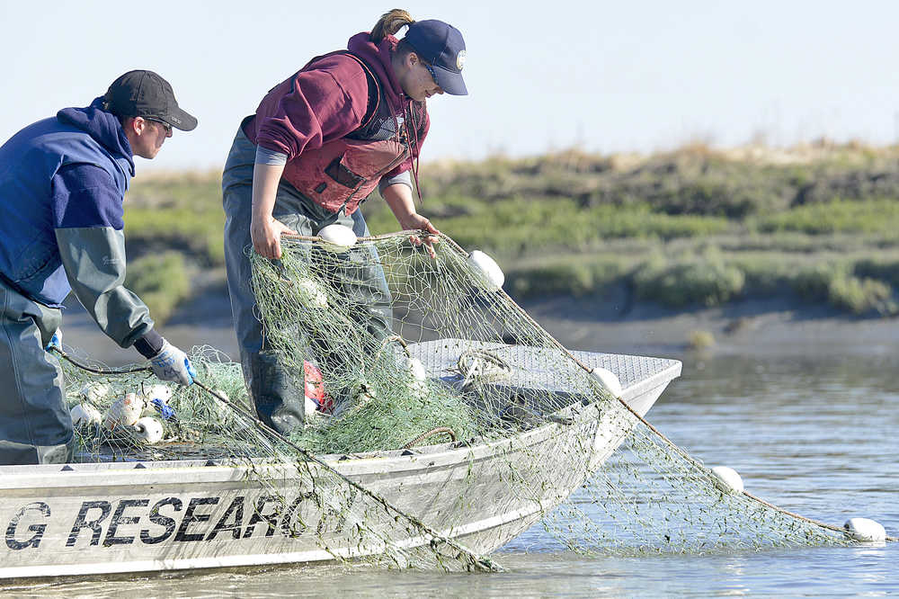 Photo by Rashah McChesney/Peninsula Clarion  Alaska Department of Fish and Game technicians retrieve a gillnet tossed into the Kenai River and used to help managers estimate the size of the river's two king salmon runs on May 16, 2014 in Kenai, Alaska.