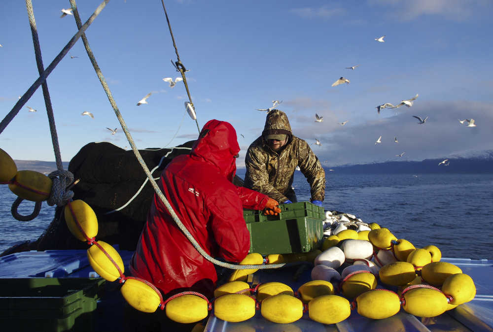 Gregory Bosick and Derek Ball load pollock into fish totes after hauling in a tow onboard the Sea Prince January 11, 2015 as part of an experimental seine fishery.