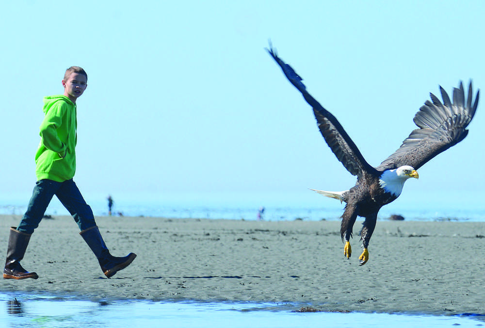 Photo by Rashah McChesney/Peninsula Clarion  A boy watches an eagle take off Saturday May 18, 2014 at Whiskey Gulch in Anchor Point, Alaska.