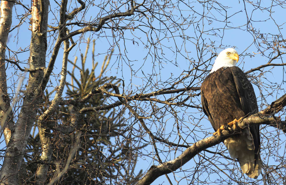 Photo by Kelly Sullivan/ Peninsula Clarion A bald eagle basks in the afternoon sunshine above the busy Sterling Highway near Kasilof, Monday.
