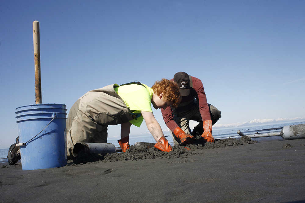 Photo by Rashah McChesney/Peninsula Clarion   In this May 17, 2014 file photo Ted Nichols, 12, and his father John Nichols, of Chugiak, dig for razor clams at Whiskey Gulch. The Alaska Department of Fish and Game has closed the beaches on the east side of the Cook Inlet to clamming after data indicated a nearly 80 percent drop in the average number of clams in the population.