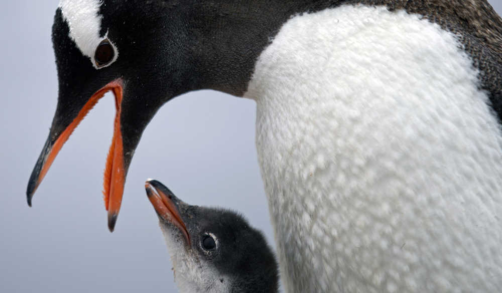 In this Jan. 22, 2015 photo, a Gentoo penguin feeds its baby at Station Bernardo O'Higgins in Antarctica. "To understand many aspects in the diversity of animals and plants it's important to understand when continents disassembled," said Richard Spikings, a research geologist at the University of Geneva. "So we're also learning about the real antiquity of the Earth and how (continents) were configured together a billion years ago, half a billion years ago, 300 million years ago," he said, adding that the insights will help him understand Antarctica's key role in the jigsaw of ancient super continents.  (AP Photo/Natacha Pisarenko)