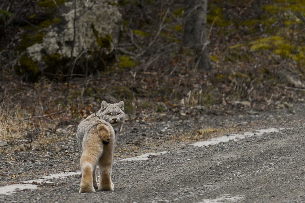 Photo by Rashah McChesney/Peninsula Clarion  A lynx takes a stroll down Skilak Loop Road on Sunday March 1, 2015 near Cooper Landing, Alaska.