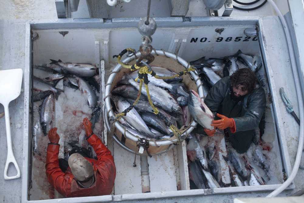 In this July 16, 2012 file photo, commercial fishermen offload the day's catch of salmon from the Inlet Raider. The Alaska Department of Fish and Game has predicted a harvest of about 3.7 million sockeye salmon during the 2015 fishing season.