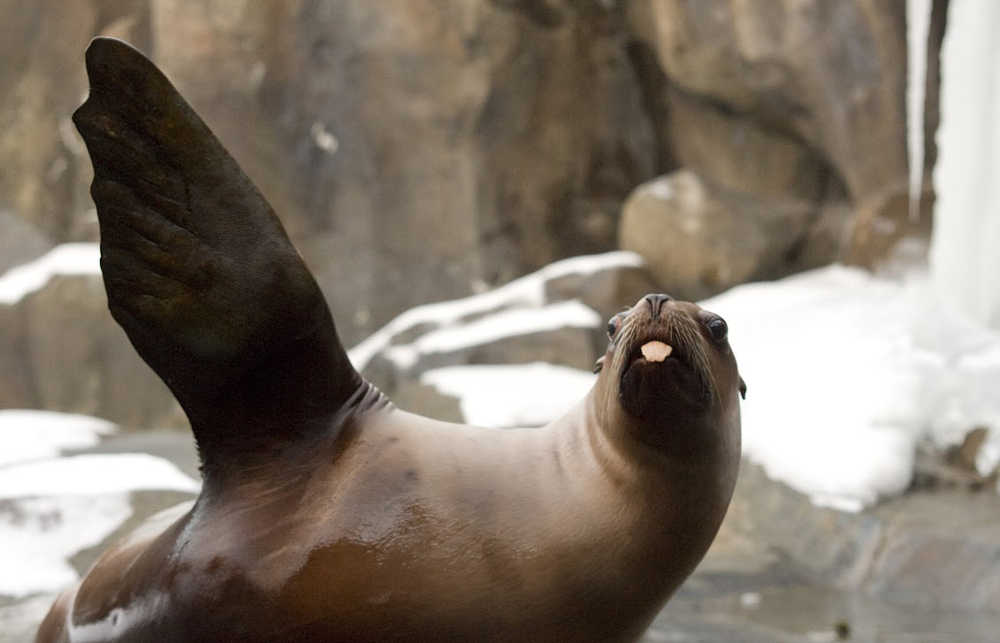 Sugar, a Steller sea lion, passed away on Wednesday, March 4, in Seward. (Photo courtesy of the ASLC, NMFS Permit