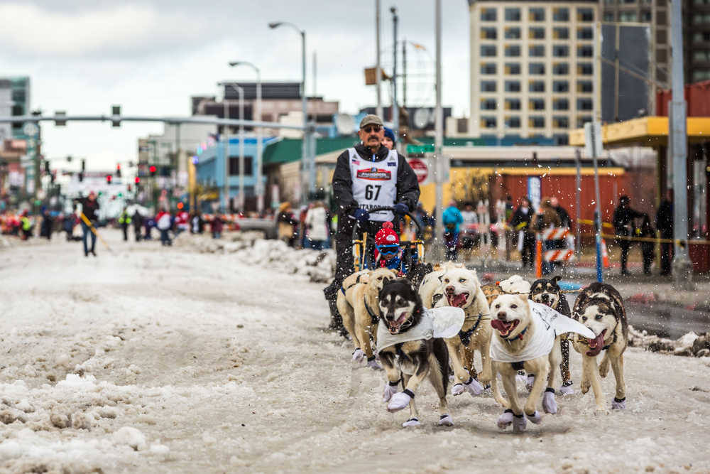 Musher Chuck Schaeffer and his team charge down Anchorage's 4th Avenue during the ceremonial start of the Iditarod sled sog race in Anchorage, Alaska on Saturday, March 7, 2015. A lack of snow forced race organizers to move the official start of the race to Fairbanks, but the ceremonial start remained in Anchorage. (AP Photo/Alaska Dispatch News, Loren Holmes)  KTUU-TV OUT; KTVA-TV OUT; THE MAT-SU VALLEY FRONTIERSMAN OUT
