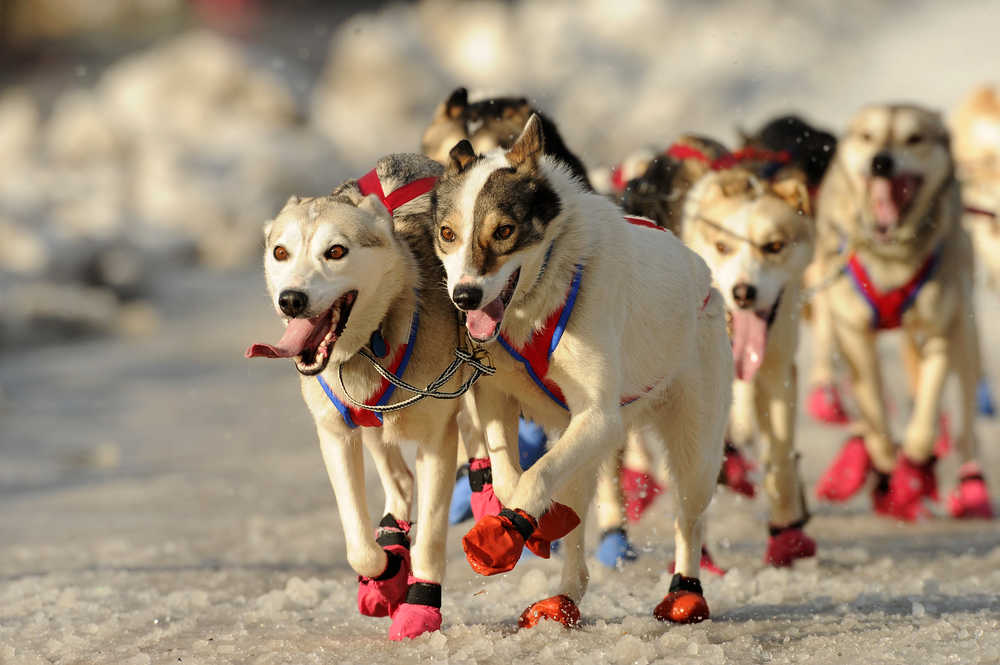 AP Photo/Alaska Dispatch News, Bob HallinenThe sled dogs of  rookie musher Alan Eischens, from Wasilla, Alaska, storm down 4th Avenue in Anchorage, Alaska, at the start of the 2015 Iditarod Sled Dog Race on Saturday, March 7, 2015.