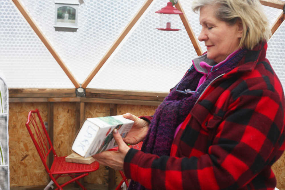 Photo by Kelly Sullivan/ Peninsula Clarion The warm, interior temperature of Lark Ticen's Arctic Dome has enabled premature sprouts to poke through the thawed soil that stays protected inside the structure, Monday, March 16, 2015, in Kenai Alaska.